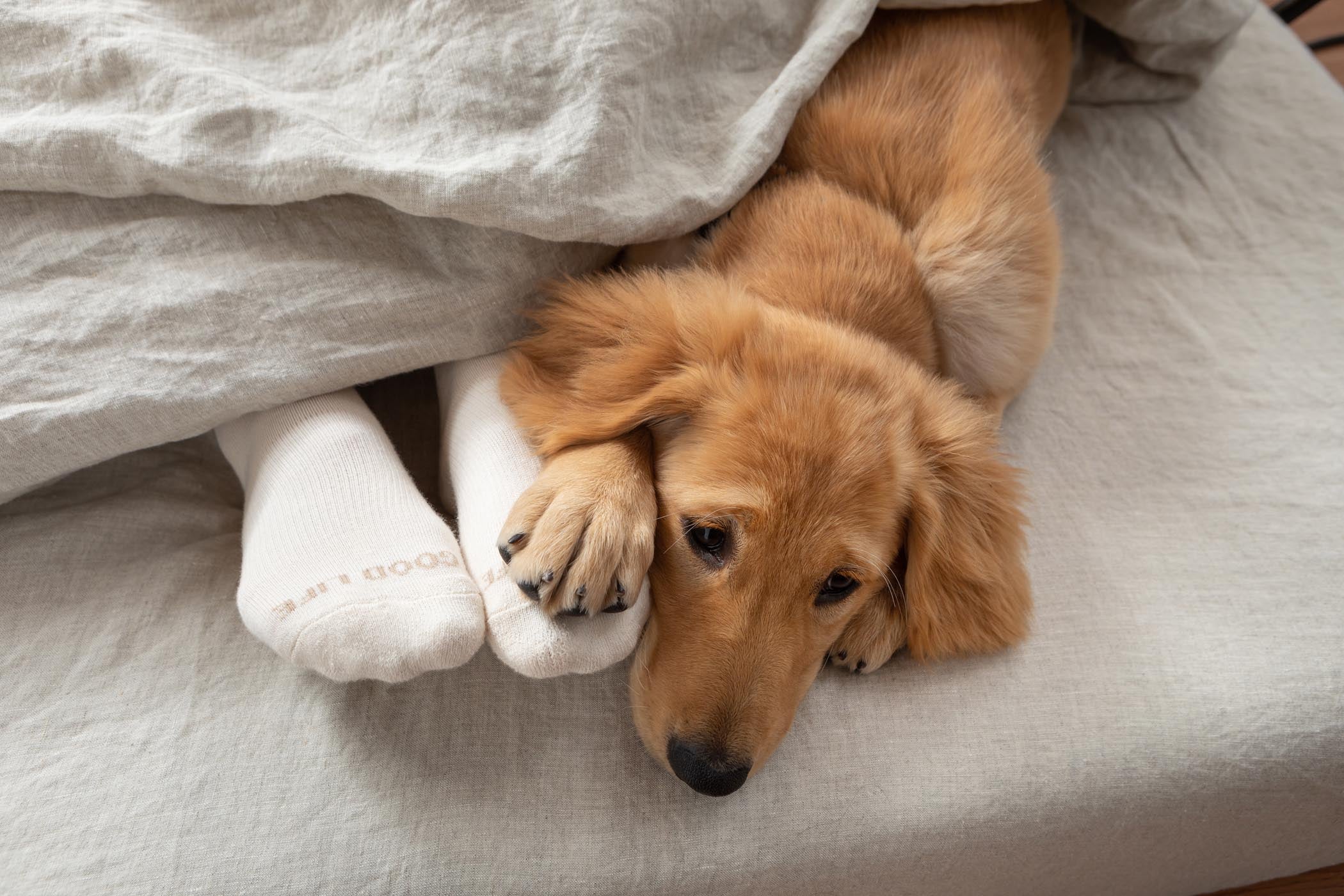 Crew Socks | ALOHA Logo - Image 5